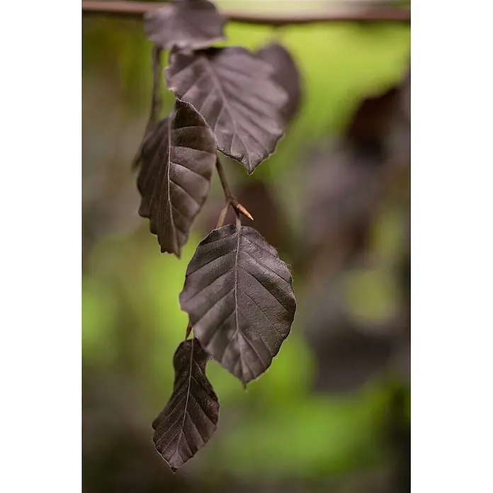 Pflanzen für dich Rotbuche 60-80 cm - Fagus sylvatica 'Purple Fountain', Aktuelle Wuchshöhe: 60 cm - 80 cm - Dunkle purpur-braune Blätter mit sichtbaren Adern, hängend an einem schlanken Ast.