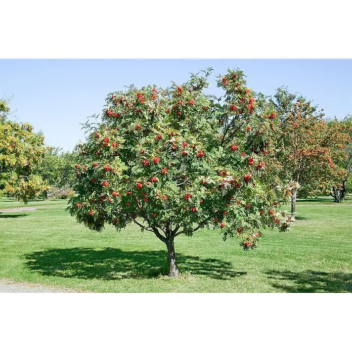 Pflanzen für dich Felsenbirne 125-150 cm - Sorbus decora, Aktuelle Wuchshöhe: 125 cm - 150 cm - Üppiger grüner Baum mit leuchtend roten Beeren in einem sonnigen Park.