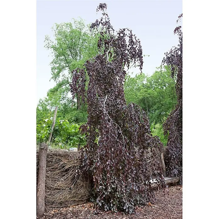 Pflanzen für dich Rotbuche 60-80 cm - Fagus sylvatica 'Purple Fountain', Aktuelle Wuchshöhe: 60 cm - 80 cm - Hängende Blutbuche mit dunkelrotem Laub in einer üppigen Gartenumgebung.