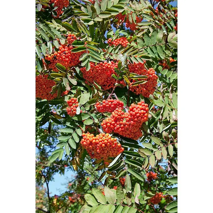 Pflanzen für dich Felsenbirne 125-150 cm - Sorbus decora, Aktuelle Wuchshöhe: 125 cm - 150 cm - Bündel leuchtend orangeroter Beeren an einer Pflanze mit grünen Blättern.