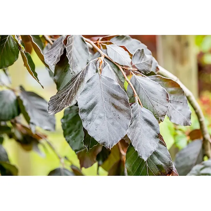 Pflanzen für dich Rotbuche 60-80 cm - Fagus sylvatica 'Purple Fountain', Aktuelle Wuchshöhe: 60 cm - 80 cm - Nahaufnahme eines Astes mit dunklen, glänzenden Blättern, teils mit sichtbaren Adern und kleinen Wassertropfen.