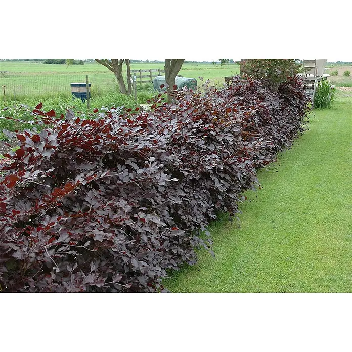 Pflanzen für dich Rotbuche 60-100 cm - Fagus sylvatica 'Purpurea', Aktuelle Wuchshöhe: 60 cm - 100 cm - Eine lange Hecke mit dunkelrot-violetten Blättern trennt einen grünen Rasen von einem ländlichen Gartenbereich.
