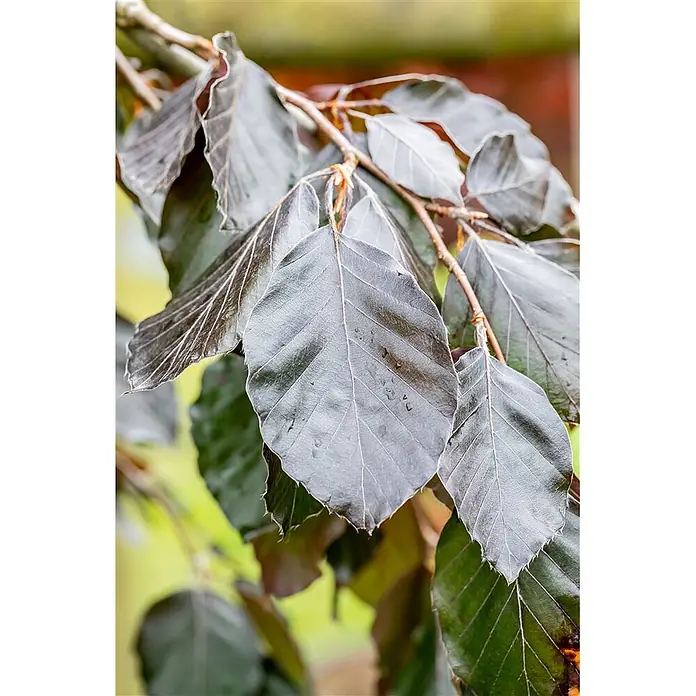 Pflanzen für dich Rotbuche 60-80 cm - Fagus sylvatica 'Purple Fountain', Aktuelle Wuchshöhe: 60 cm - 80 cm - Dunkle, glänzende Blätter mit ausgeprägten Adern an einem Ast, teilweise mit Wassertropfen.