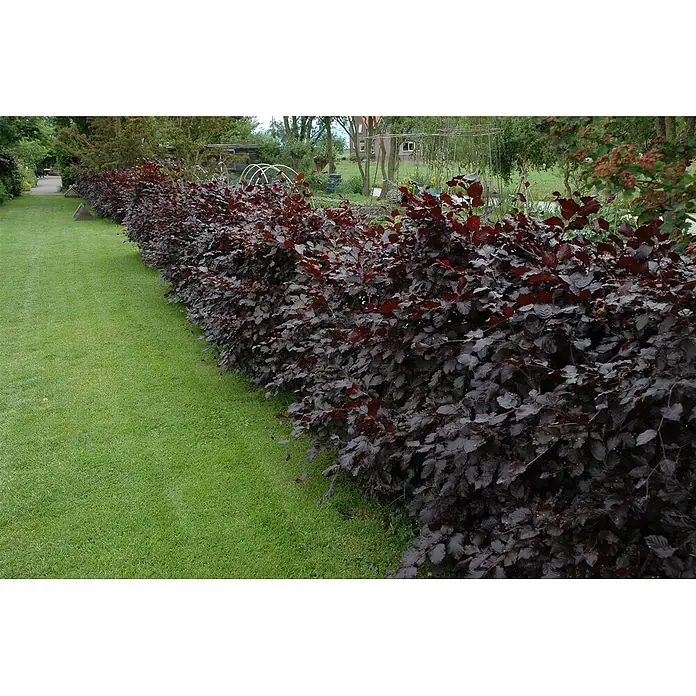 Pflanzen für dich Rotbuche 60-100 cm - Fagus sylvatica 'Purpurea', Aktuelle Wuchshöhe: 60 cm - 100 cm - Lange Hecke aus dunkelroten Laubsträuchern, die einen grünen Rasen in einem Garten säumt.