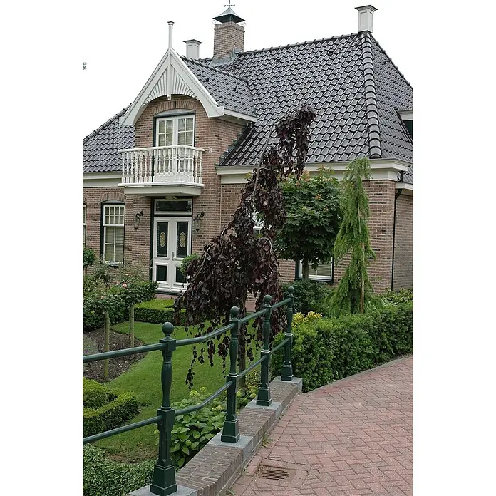 Pflanzen für dich Rotbuche 60-80 cm - Fagus sylvatica 'Purple Fountain', Aktuelle Wuchshöhe: 60 cm - 80 cm - Dunkles Ziegeldach auf einem Ziegelhaus mit weißer Giebelverkleidung.
