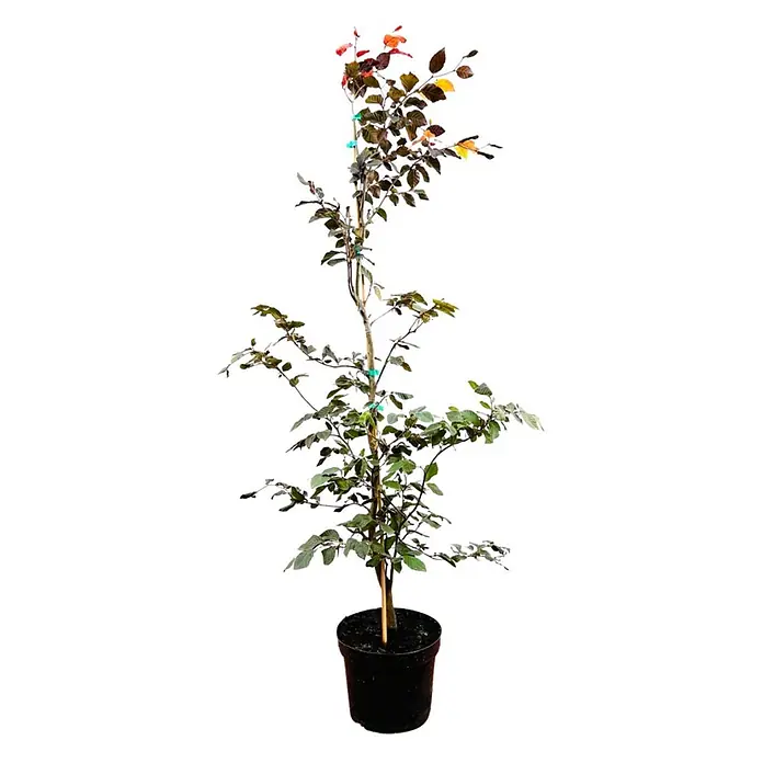 Pflanzen für dich Rotbuche 150-175 cm - Fagus sylvatica 'Purpurea', Aktuelle Wuchshöhe: 150 cm - 175 cm - Topfbaum mit grünen und rötlichen Blättern in einem schwarzen Behälter, gestützt von einem Holzpfahl.
