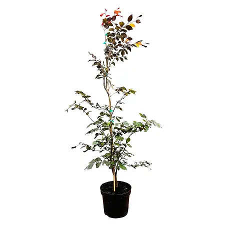 Pflanzen für dich  Rotbuche 150-175 cm