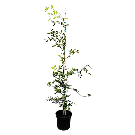 Pflanzen für dich  Rotbuche 125-150 cm