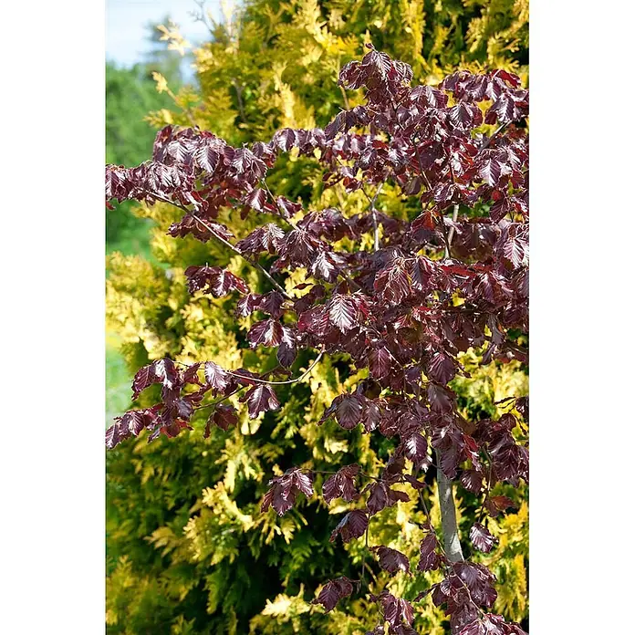 Pflanzen für dich Rotbuche 60-100 cm - Fagus sylvatica 'Purpurea', Aktuelle Wuchshöhe: 60 cm - 100 cm - Baum mit lebhaften, glänzenden, dunkelroten Blättern.