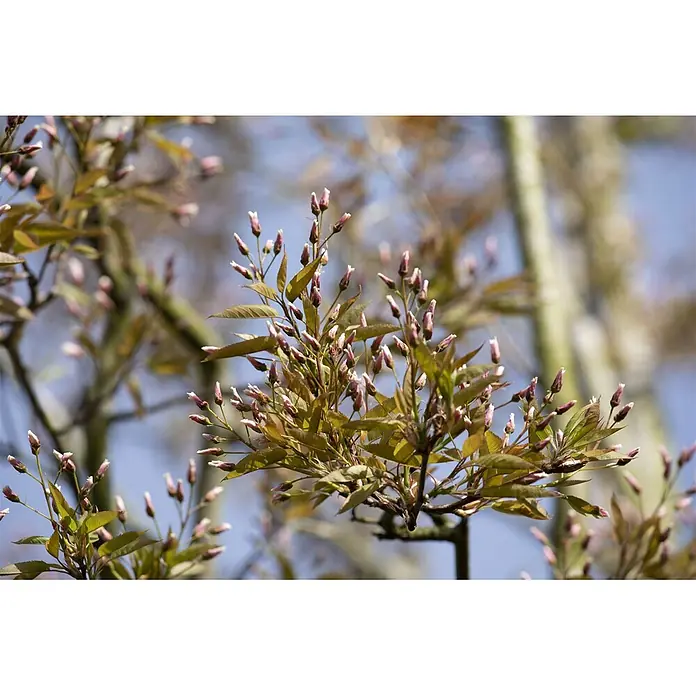 Pflanzen für dich Felsenbirne 100-150 cm - Amelanchier arborea 'Robin Hill', Aktuelle Wuchshöhe: 100 cm - 150 cm - Nahaufnahme eines Zweigs mit zahlreichen rosa Blütenknospen und neuen grün-bronzenen Blättern, die den Frühling ankündigen.