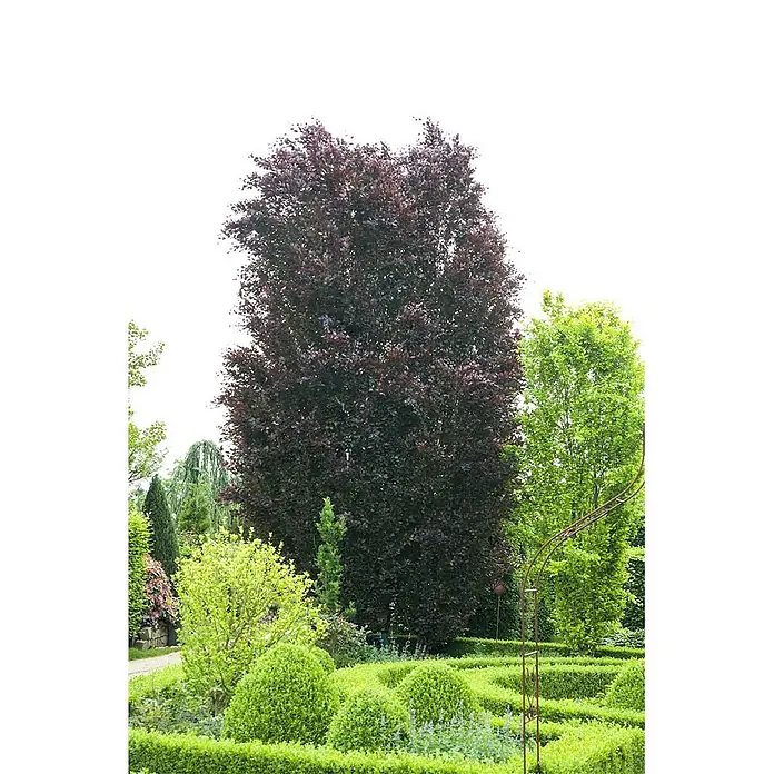 Pflanzen für dich Rotbuche 60-100 cm - Fagus sylvatica 'Purpurea', Aktuelle Wuchshöhe: 60 cm - 100 cm - Ein hoher, dunkelblättriger Baum steht prominent in einem üppigen Garten, umgeben von grünen Hecken und Sträuchern.