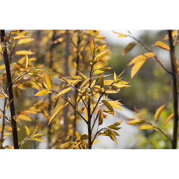 Pflanzen für dich Felsenbirne 100-150 cm - Amelanchier arborea 'Robin Hill', Aktuelle Wuchshöhe: 100 cm - 150 cm - Junge Zweige mit leuchtend orangegelben Blättern, von Sonnenlicht beleuchtet.