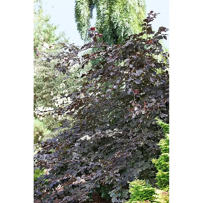 Pflanzen für dich Rotbuche 60-100 cm - Fagus sylvatica 'Purpurea', Aktuelle Wuchshöhe: 60 cm - 100 cm - Busch mit dunkelrot-violetten Blättern, ideal für Gartengestaltung und Zierpflanzung.