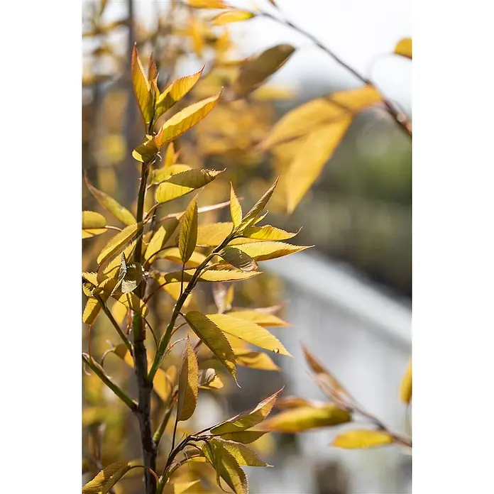 Pflanzen für dich Felsenbirne 100-150 cm - Amelanchier arborea 'Robin Hill', Aktuelle Wuchshöhe: 100 cm - 150 cm - Lebendige goldene und grüne Blätter an einem Pflanzenzweig.