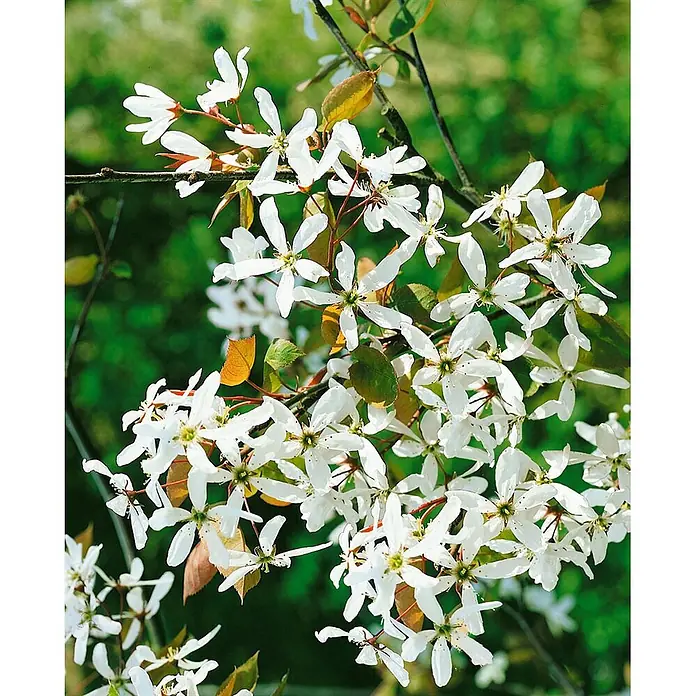 Pflanzen für dich Felsenbirne 100-150 cm - Amelanchier arborea 'Robin Hill', Aktuelle Wuchshöhe: 100 cm - 150 cm - Zweig mit zahlreichen weißen, sternförmigen Blüten.