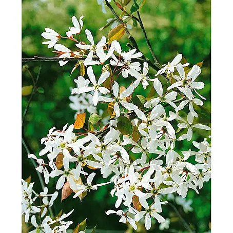 Pflanzen für dich  Felsenbirne 100-125 cm