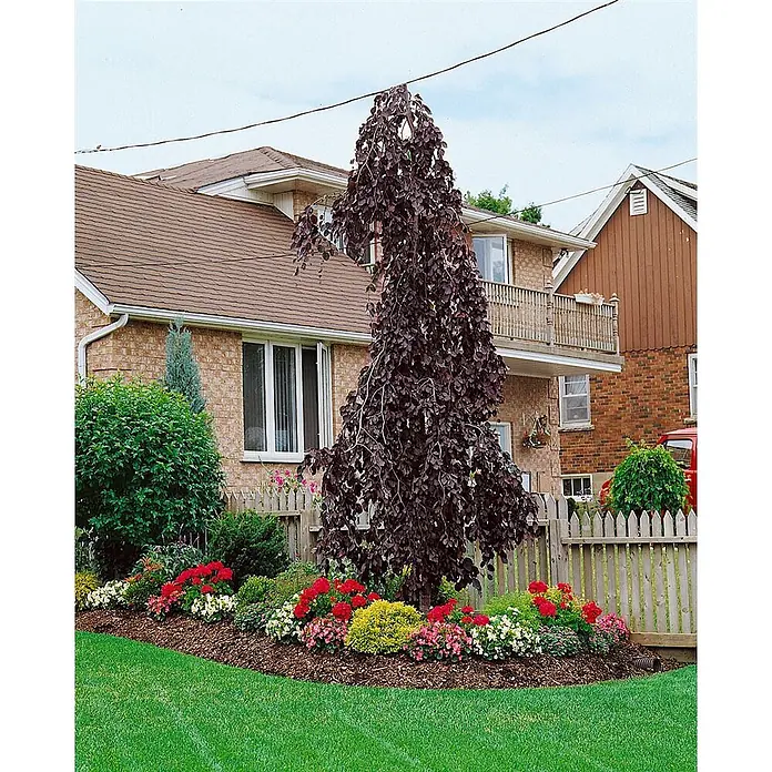 Pflanzen für dich Rotbuche Rotbuche - Fagus sylvatica 'Black Swan', Aktuelle Wuchshöhe: 80 cm - 100 cm - Eleganter dunkelvioletter Trauer-Blutbuche Baum in einem lebhaften Blumenbeet vor einem Wohnhaus.