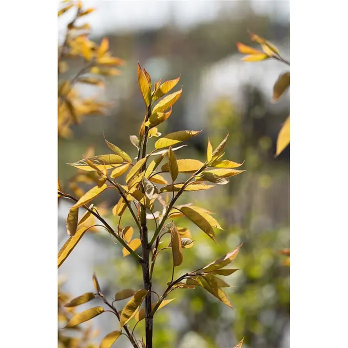 Pflanzen für dich Felsenbirne 100-150 cm - Amelanchier arborea 'Robin Hill', Aktuelle Wuchshöhe: 100 cm - 150 cm - Nahaufnahme eines Pflanzenzweigs mit vielen kleinen, gelb-orangen Blättern, teils mit roten Spitzen.