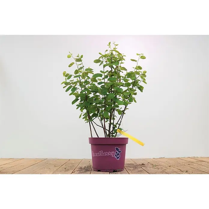 Pflanzen für dich Felsenbirne 50-60 cm - Amelanchier alnifolia 'Fruty', Aktuelle Wuchshöhe: 50 cm - 60 cm - Topfpflanze mit grünen Blättern in einem lila Topf, beschriftet mit 'Weatherberry' und Beerenmotiv, mit gelbem Etikett.