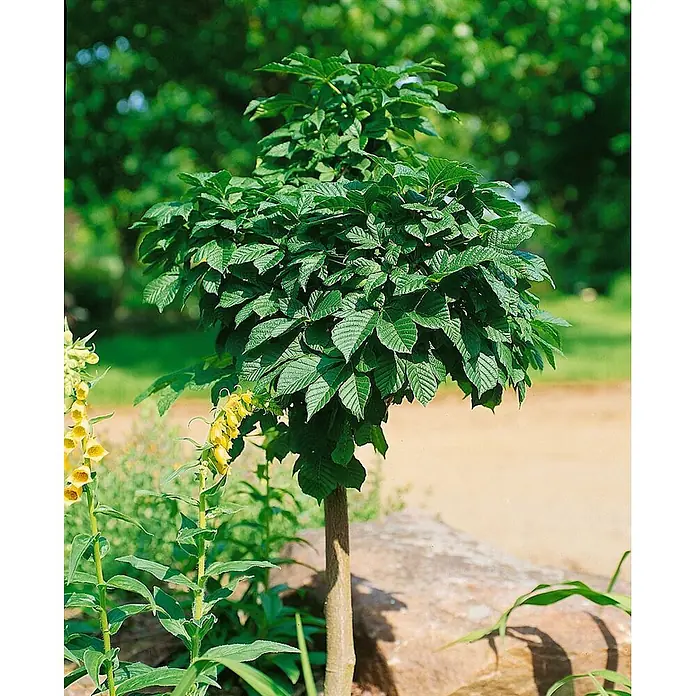 Pflanzen für dich Rotbuche 30-40 cm - Aesculus hippocastanum 'Monstrosa', Aktuelle Wuchshöhe: 30 cm - 40 cm - Ein kleiner, gut geformter Baum mit dichten grünen Blättern und sichtbarem Stamm, in einem sonnigen Garten.