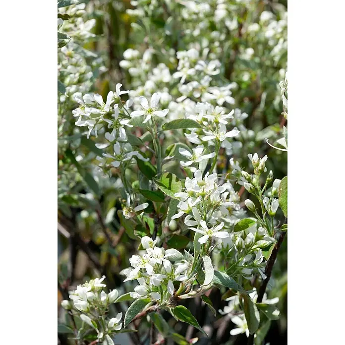 Pflanzen für dich Felsenbirne 100-125 cm - Amelanchier alnifolia 'Smoky', Aktuelle Wuchshöhe: 100 cm - 125 cm - Blühender Strauch mit kleinen weißen, sternförmigen Blüten und grünen Blättern.