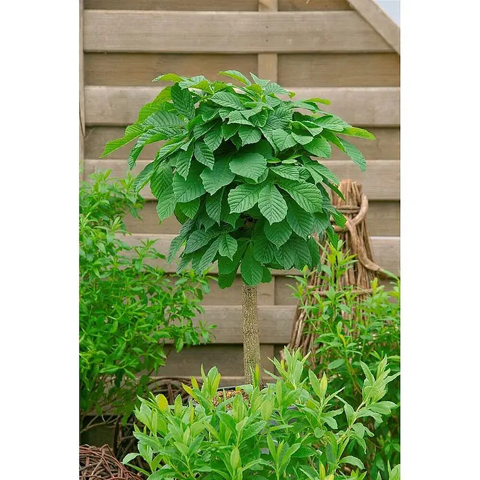 Pflanzen für dich Rotbuche 30-40 cm - Aesculus hippocastanum 'Monstrosa', Aktuelle Wuchshöhe: 30 cm - 40 cm - Ein kleiner Hochstammbaum mit üppiger, runder Krone aus leuchtend grünen Blättern und schlankem braunem Stamm, in einem Garten mit Holzzaun.
