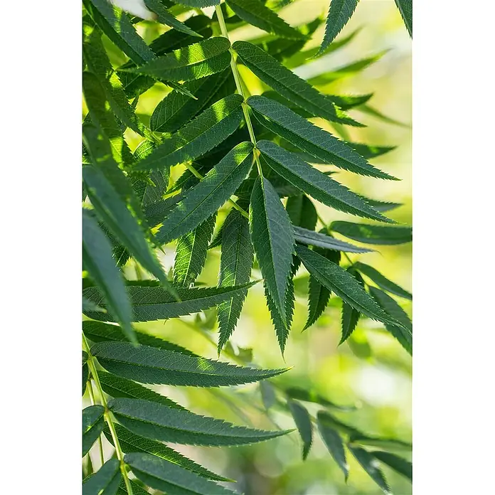 Pflanzen für dich Felsenbirne 150-200 cm - Sorbus commixta 'Dodong', Aktuelle Wuchshöhe: 150 cm - 200 cm - Leuchtend grüne Blätter mit gezackten Rändern, von Sonnenlicht durchstrahlt, das feine Adern zeigt.