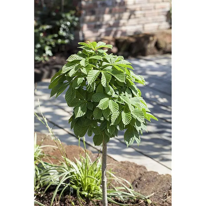 Pflanzen für dich Rotbuche 30-40 cm - Aesculus hippocastanum 'Monstrosa', Aktuelle Wuchshöhe: 30 cm - 40 cm - Ein kompakter Baum mit hellgrünen, handförmigen Blättern, in einem Gartenbeet gepflanzt.