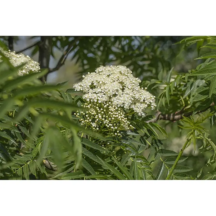 Pflanzen für dich Felsenbirne 150-200 cm - Sorbus commixta 'Dodong', Aktuelle Wuchshöhe: 150 cm - 200 cm - Nahaufnahme einer blühenden Pflanze mit Büscheln kleiner weißer Blüten und grünen gefiederten Blättern, einige Blüten noch in Knospen.
