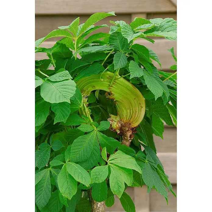Pflanzen für dich Rotbuche 30-40 cm - Aesculus hippocastanum 'Monstrosa', Aktuelle Wuchshöhe: 30 cm - 40 cm - Üppige grüne Pflanze mit großen, handförmigen Blättern und einer markanten, gekrümmten, gerippten grünen Struktur, die aus einem dicken Stiel wächst.