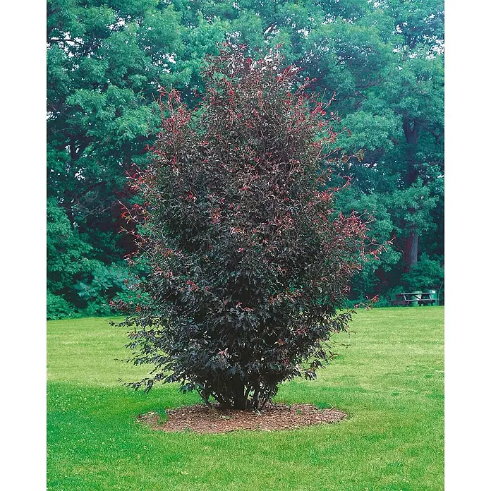 Pflanzen für dich Rotbuche 60-80 cm - Fagus sylvatica 'Rohanii', Aktuelle Wuchshöhe: 60 cm - 80 cm - Kompakter dunkelblättriger Strauch oder kleiner Baum mit rötlichem Neuaustrieb.