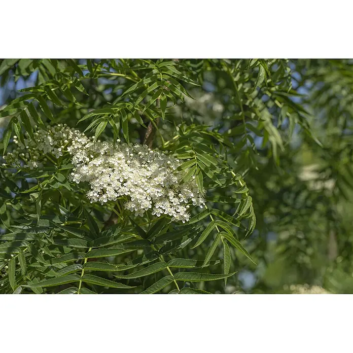 Pflanzen für dich Felsenbirne 150-200 cm - Sorbus commixta 'Dodong', Aktuelle Wuchshöhe: 150 cm - 200 cm - Gruppe kleiner weißer Blüten mit vielen Staubblättern, umgeben von üppigen grünen gefiederten Blättern.