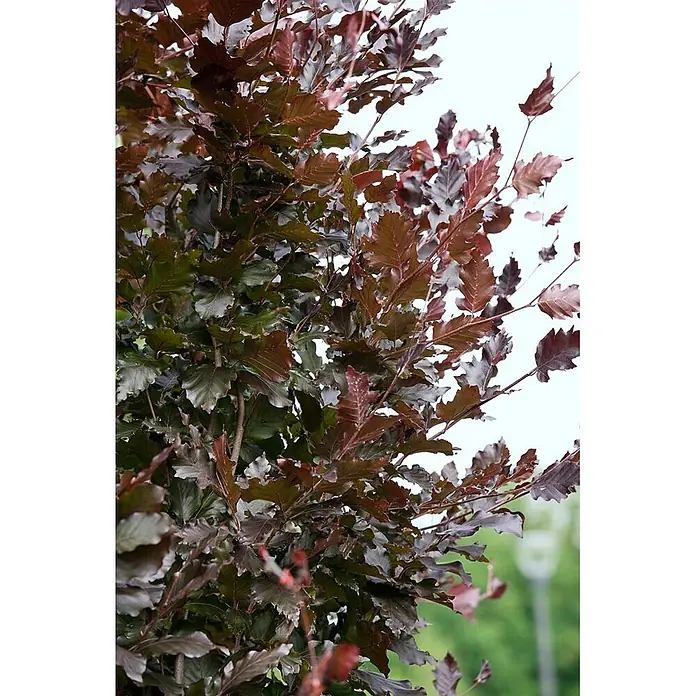 Pflanzen für dich Rotbuche 60-80 cm - Fagus sylvatica 'Rohanii', Aktuelle Wuchshöhe: 60 cm - 80 cm - Üppiges Laub eines Rotbuchenbaums mit dunkelroten und grünen Blättern.