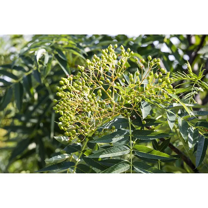 Pflanzen für dich Felsenbirne 150-200 cm - Sorbus commixta 'Dodong', Aktuelle Wuchshöhe: 150 cm - 200 cm - Leuchtend grüne, unreife Beeren in dichten Trauben an einem Zweig mit grünen, gezackten Blättern.