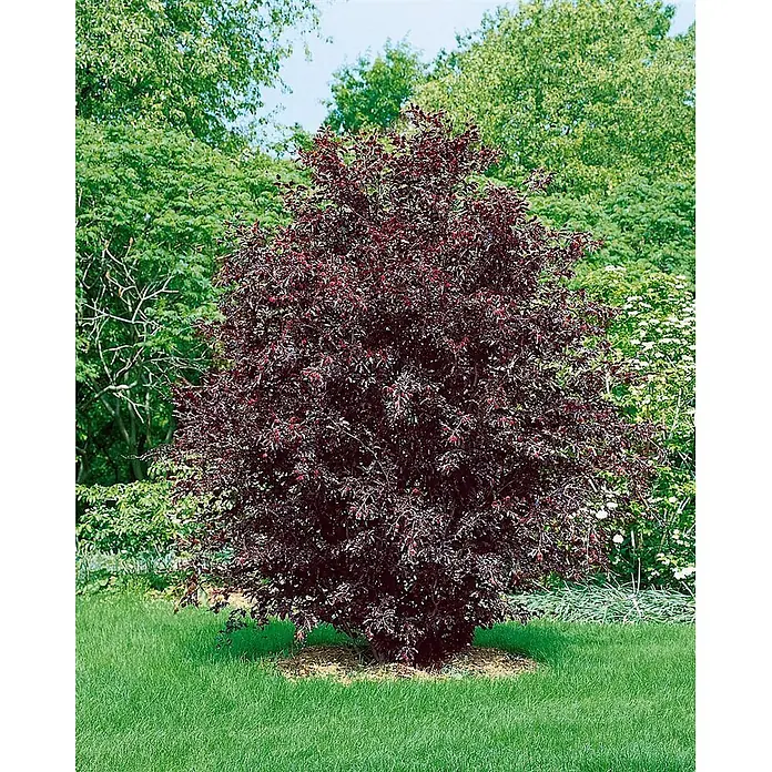 Pflanzen für dich Rotbuche 60-80 cm - Fagus sylvatica 'Rohanii', Aktuelle Wuchshöhe: 60 cm - 80 cm - Ein mittelgroßer Zierbaum mit dichtem, dunkelrotem Laub in einem Garten.