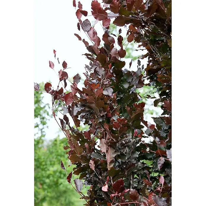 Pflanzen für dich Rotbuche 60-80 cm - Fagus sylvatica 'Rohanii', Aktuelle Wuchshöhe: 60 cm - 80 cm - Rötlich-braune Blätter einer Pflanze oder eines Baumes.