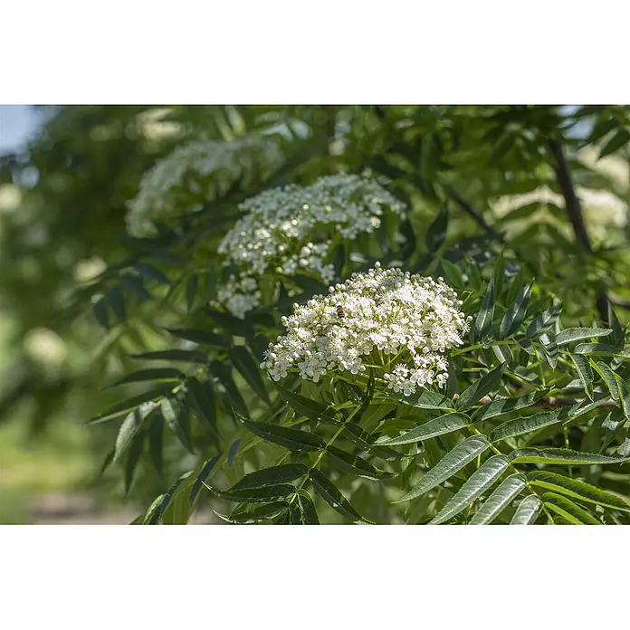 Pflanzen für dich Felsenbirne 150-200 cm - Sorbus commixta 'Dodong', Aktuelle Wuchshöhe: 150 cm - 200 cm - Weiße Blütenstände und grüne Blätter einer blühenden Pflanze, mit einer kleinen Biene auf einer Blüte.