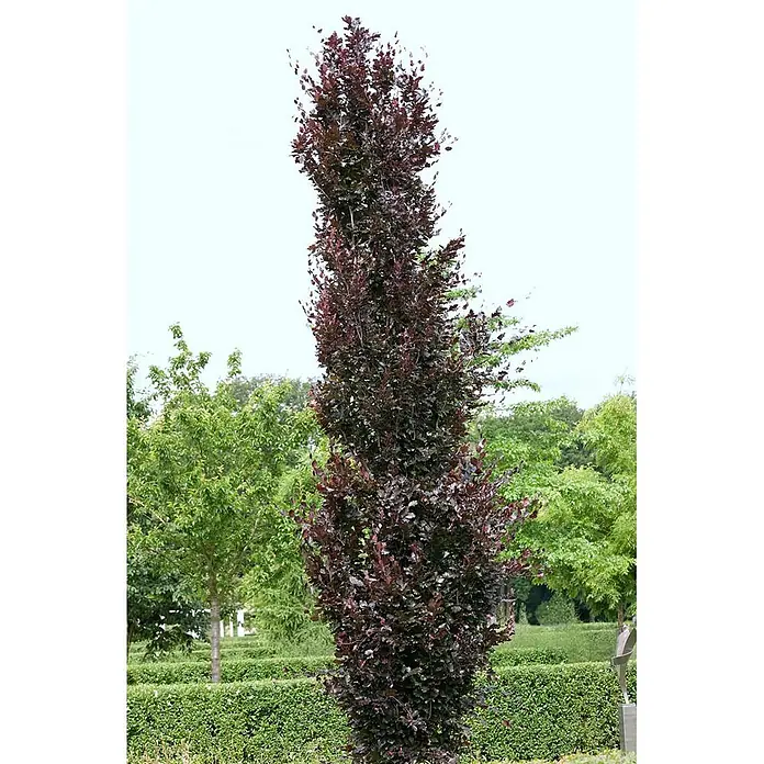 Pflanzen für dich Rotbuche 60-80 cm - Fagus sylvatica 'Rohanii', Aktuelle Wuchshöhe: 60 cm - 80 cm - Hoher, schlanker burgunderroter Baum mit dichtem Laub in einer Gartenumgebung.