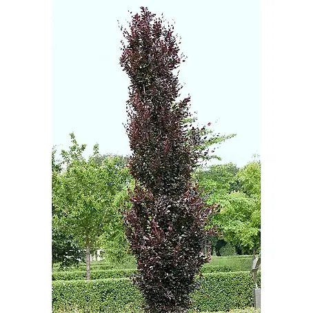Pflanzen für dich  Rotbuche 60-80 cm
