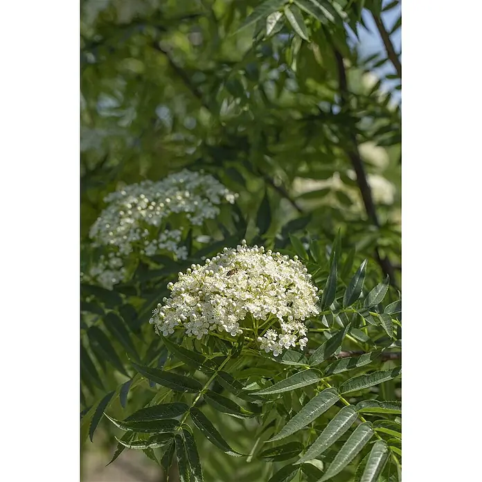 Pflanzen für dich Felsenbirne 150-200 cm - Sorbus commixta 'Dodong', Aktuelle Wuchshöhe: 150 cm - 200 cm - Blütenstände kleiner weißer Blüten an einer Pflanze mit grünen Blättern, ein kleines Insekt auf einer Blüte.