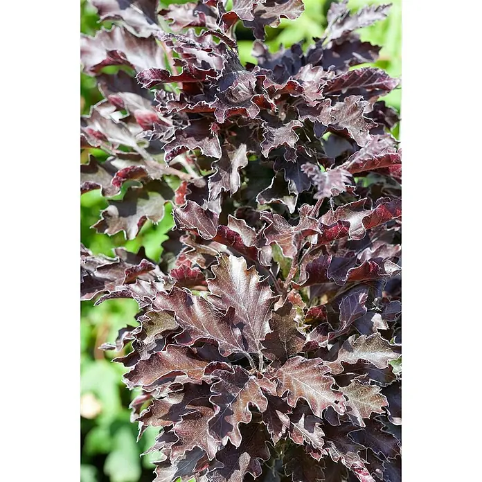 Pflanzen für dich Rotbuche 60-80 cm - Fagus sylvatica 'Rohanii', Aktuelle Wuchshöhe: 60 cm - 80 cm - Dunkel rot-violette Pflanze mit tief gelappten, gekräuselten Blättern, helleren Rändern und weicher, strukturierter Oberfläche.