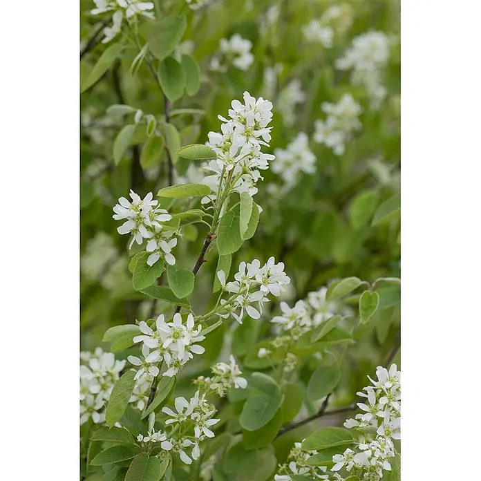 Felsenbirne 'Honeywood' - Amelanchier alnifolia - Weiße, fünfblättrige Blüten an grünen Zweigen, die dichte Büschel bilden.