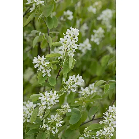 Felsenbirne 'Honeywood' (Amelanchier alnifolia), 20-30 cm