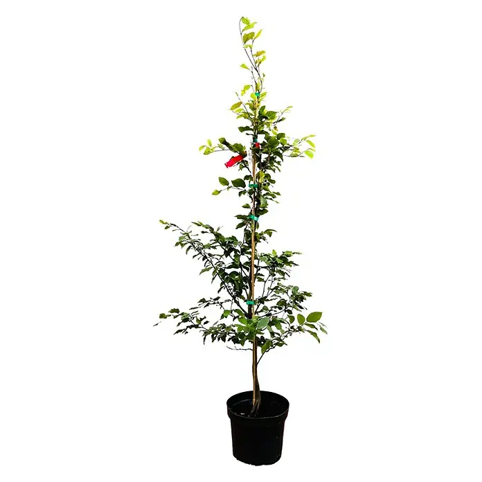 Pflanzen für dich Rotbuche 100-125 cm - Fagus sylvatica, Aktuelle Wuchshöhe: 100 cm - 125 cm - Junger Topfbaum mit grünen Blättern, rotem Etikett, gestützt von einem Holzpfahl und grünen Bändern, in einem schwarzen Plastiktopf.