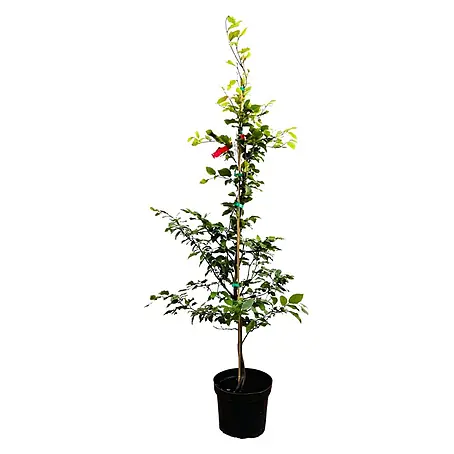Pflanzen für dich  Rotbuche 100-125 cm