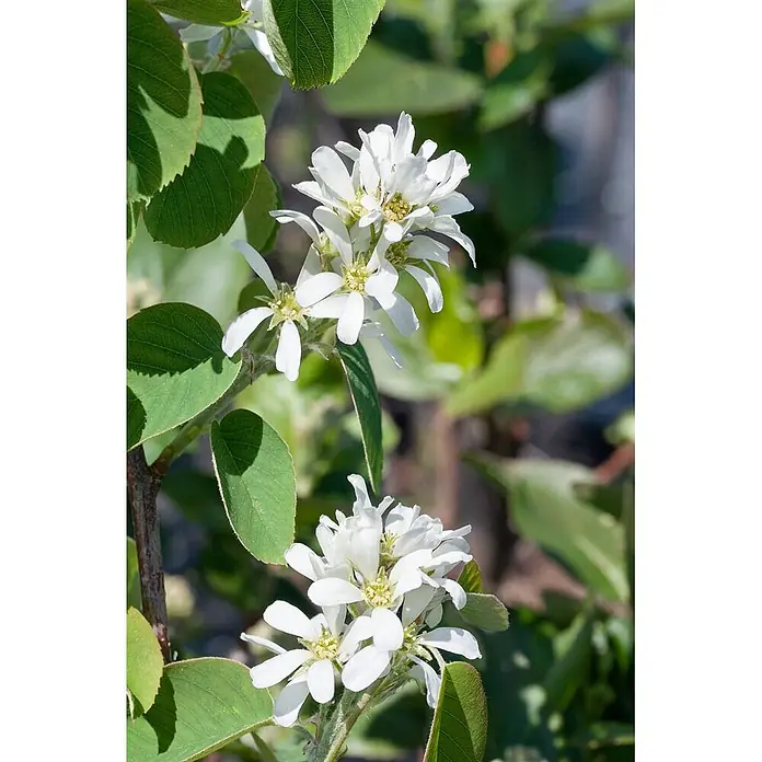 Felsenbirne 'Honeywood' - Amelanchier alnifolia - Weiße Blüten mit gelben Zentren und grünen Blättern.