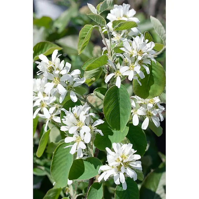 Felsenbirne 'Honeywood' - Amelanchier alnifolia - Weiße sternförmige Blüten mit gelben Zentren blühen an einer grünblättrigen Pflanze.