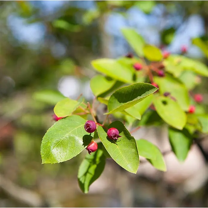 Pflanzen für dich Kupfer-Felsenbirne 60-100 cm - Amelanchier lamarckii - Kleine dunkelrote Beeren mit leuchtend grünen Blättern an einem Zweig, von Sonnenlicht beleuchtet.