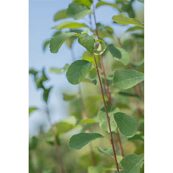 Pflanzen für dich Felsenbirne 100-125 cm - Amelanchier alnifolia 'Obelisk', Aktuelle Wuchshöhe: 100 cm - 125 cm - Grüne Blätter an dünnen Ästen in einer natürlichen Umgebung mit verschwommenem Hintergrund.