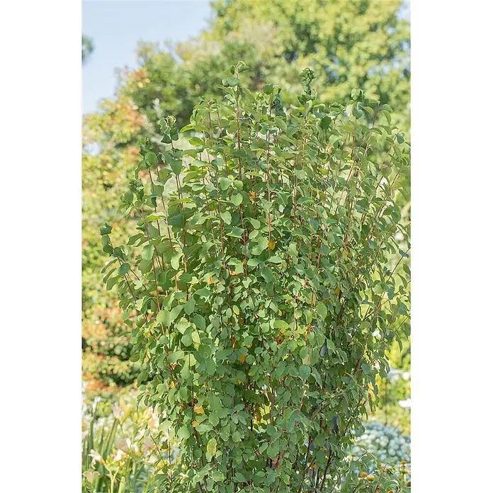 Pflanzen für dich Felsenbirne 100-125 cm - Amelanchier alnifolia 'Obelisk', Aktuelle Wuchshöhe: 100 cm - 125 cm - Eine dichte, buschige Pflanze mit leuchtend grünen Blättern und rotbraunen Stängeln, wachsend in einem Garten.